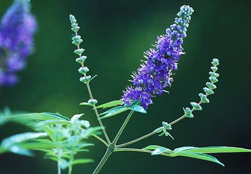 Blue chasteberry plant