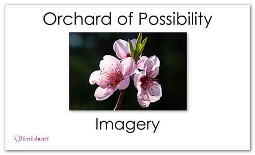 Fruit Blossom - Orchard of Possibility - Imagery