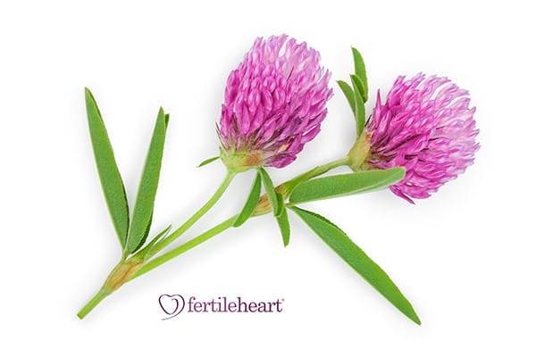 Red Clover stems and pink flowers, aids in improved circulatory function to the reproductive organs