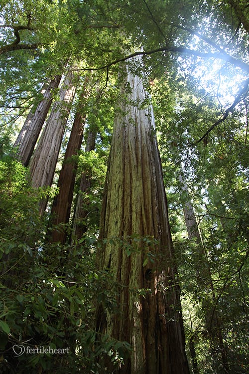 California Coastal Redwoods