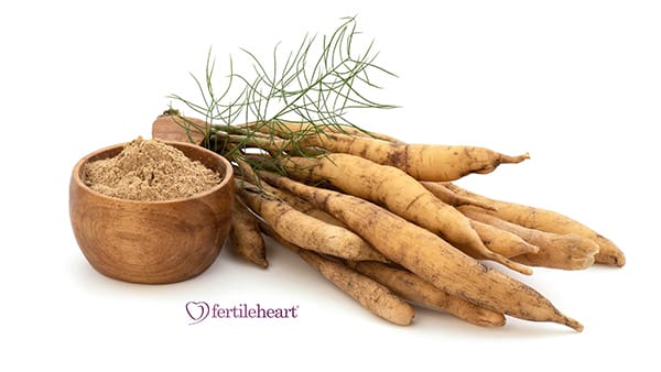 Shatavari, Asparagus racemosus. root, powder, leaves