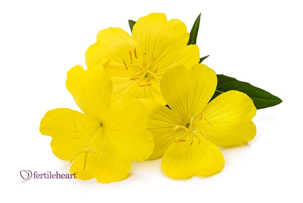 Yellow Evening Primrose Flower