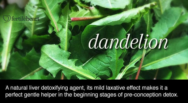 Fertility Herbs - Dandelion Hormone Balancing Herb